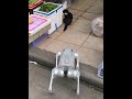 Cat, I'm going to get a fashionable hairdo, robot dog, cow cat, cat