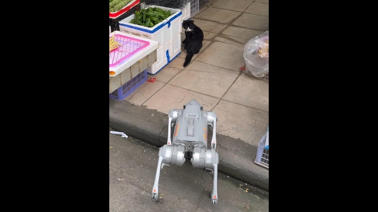 Cat, I'm going to get a fashionable hairdo, robot dog, cow cat, cat