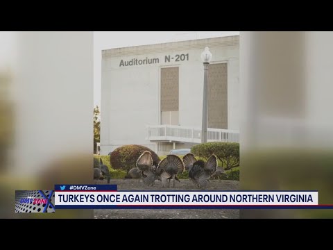 Video: Washington, D.C., Maryland ve Virginia'daki Türkiye Trots