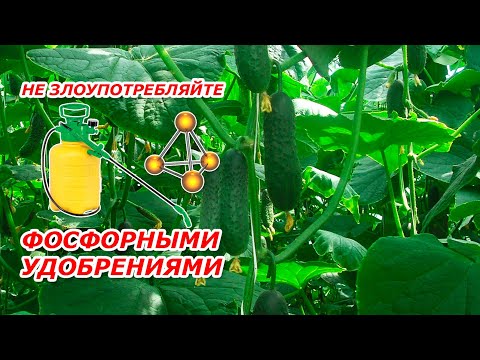 Не злоупотребляйте фосфорными удобрениями