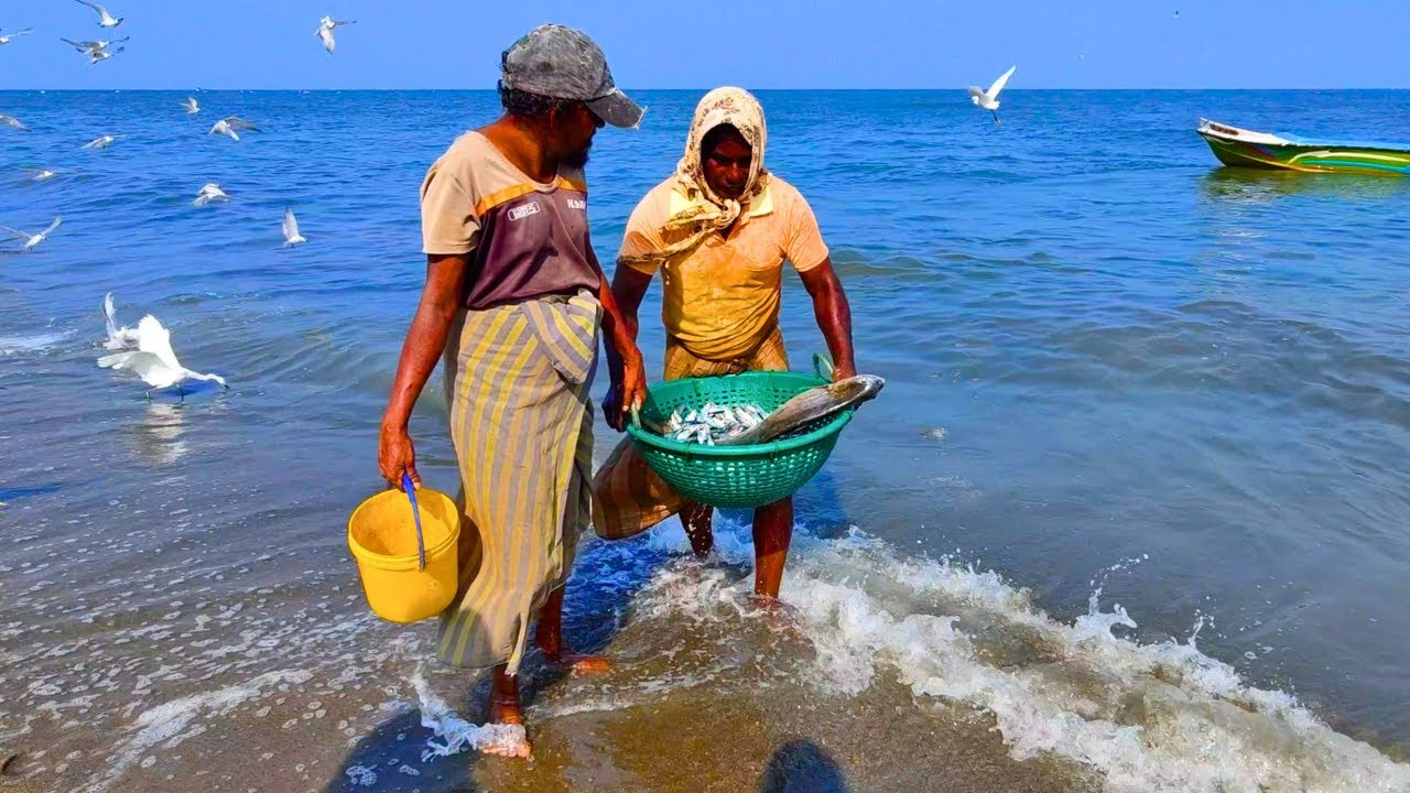 Fresh Double Spotted Talang Queenfish & Golden Trevally Fish Cutting By