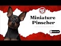 Unleash The Fun Facts: Miniature Pinscher Puppies