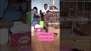 Prenjak Mania Is Monitoring