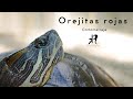 Orejitas rojas | Cortometraje - KR films