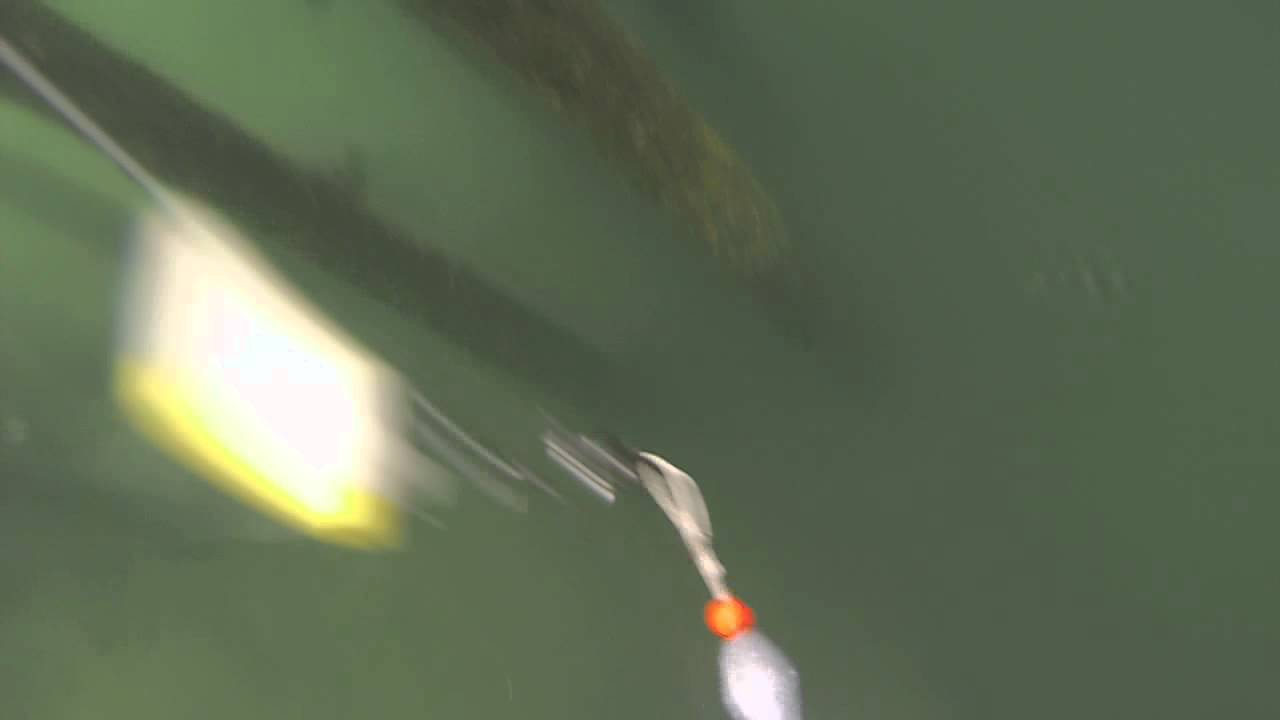 Underwater GoPro Fishing Destin, FL YouTube