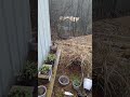light rain on a warm January day