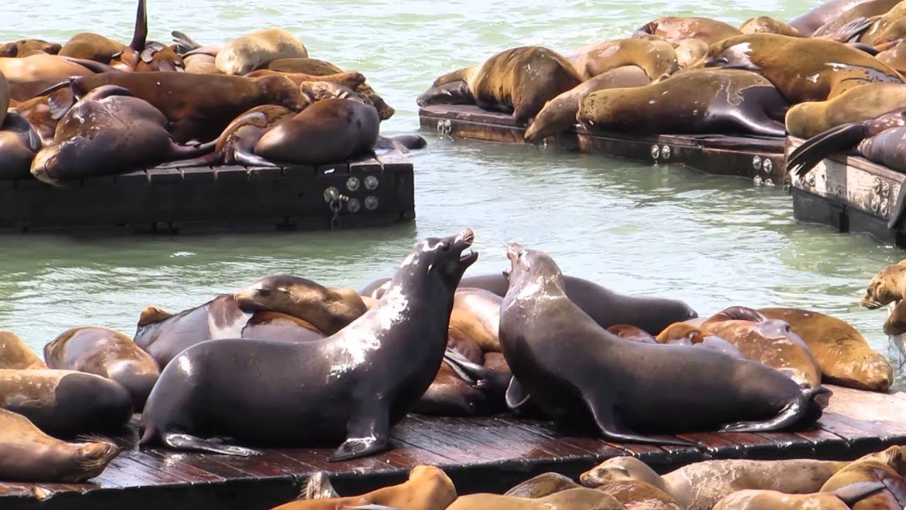 Seals in San Francisco YouTube