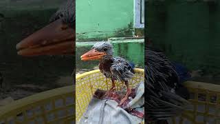 Download Lagu Anakan burung tengkek / cekakak udang bunyi berisik MP3 Download Lagu Anakan burung tengkek / cekakak udang bunyi berisik MP3
