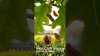 The Northern Cardinal Egg Started Moving… Then a Baby Finally Hatched! 🐣 Full Story Part 3