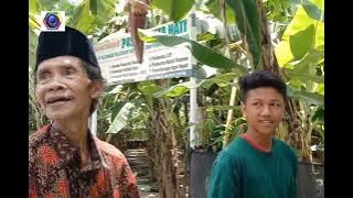 Modal 3 M & Tuyul Mbah Lasyio Sukses Panen  Pisang 👍