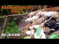 Berburu Babi Hutan Besar di Sumatera Barat Porbi Sumbar, Indonesia