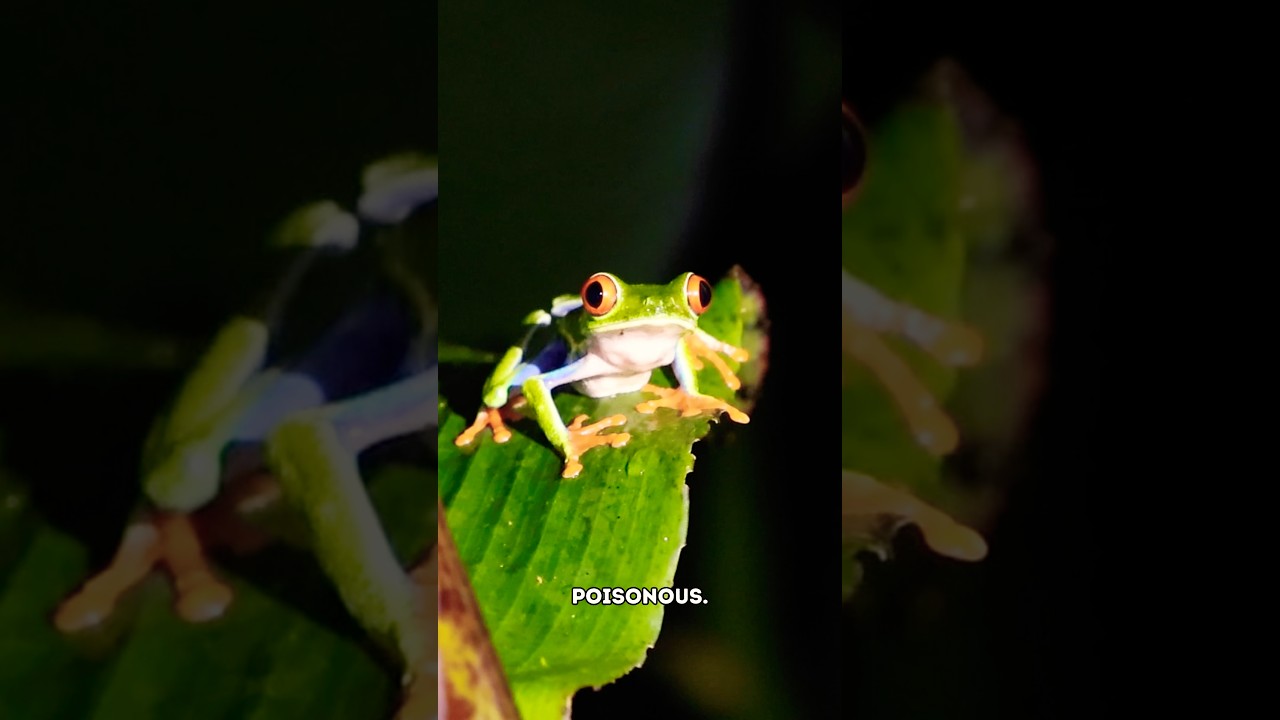 What’s living in Costa Rica’s jungle?