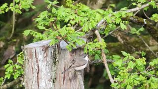 What Bird Is This, The Lesser Whitethroat (Sylvia curruca)?