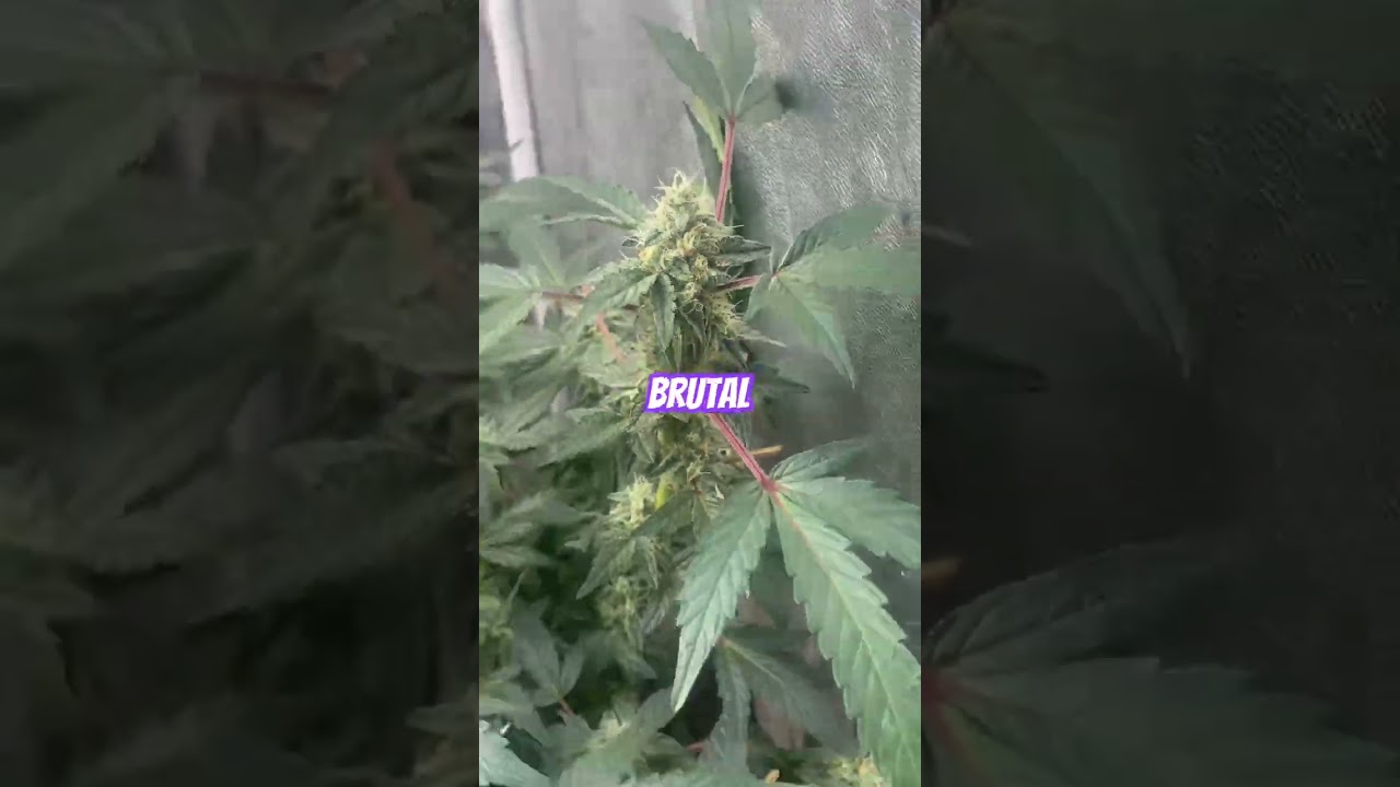 Zkiem semana 5 floración.  