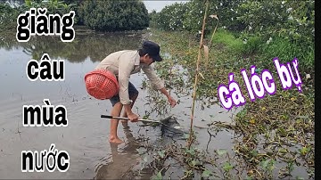 Giăng Câu Cá Lóc Cá Trê Trên Ruộng Mùa Nước Nổi # SĂN BẮT ĐỒNG THÁP #