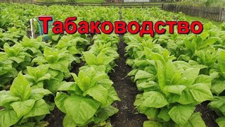 Пошли Дожди - Табак Подрос, Обзор Плантации Курительного Табака.