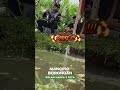 mancing ikan kolam borongan #mancing #mancingmania #mancingborongan