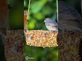 DIY Bird Feeder #shorts image