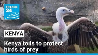 Kenya toils to protect birds of prey, which are increasingly at risk of extinction • FRANCE 24