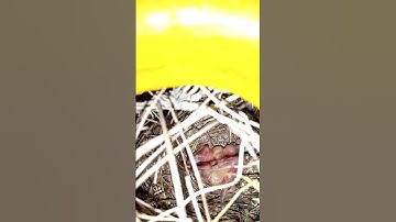 Java sparrow chicks growing well😍🐣 #ytshorts #youtubeshorts #youtube