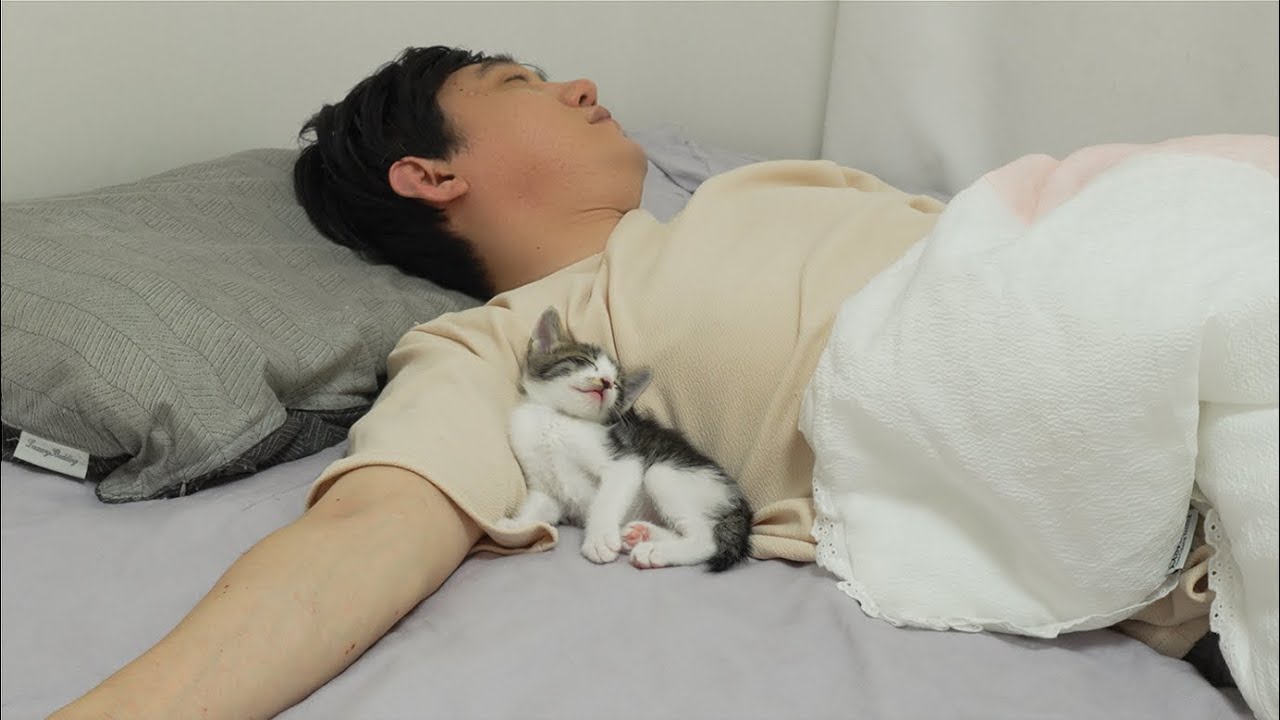 What Do Kittens Do While You Sleep? YouTube