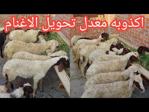 النصب كتر اوي اكذوبه معدل تحويل الاغنام البرقي والبلدي والاوسيمي والبرديسي عرض ١٢ خروف اوسيمي