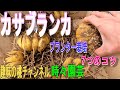 【カサブランカ】プランター栽培 7つのコツ 23/2/9