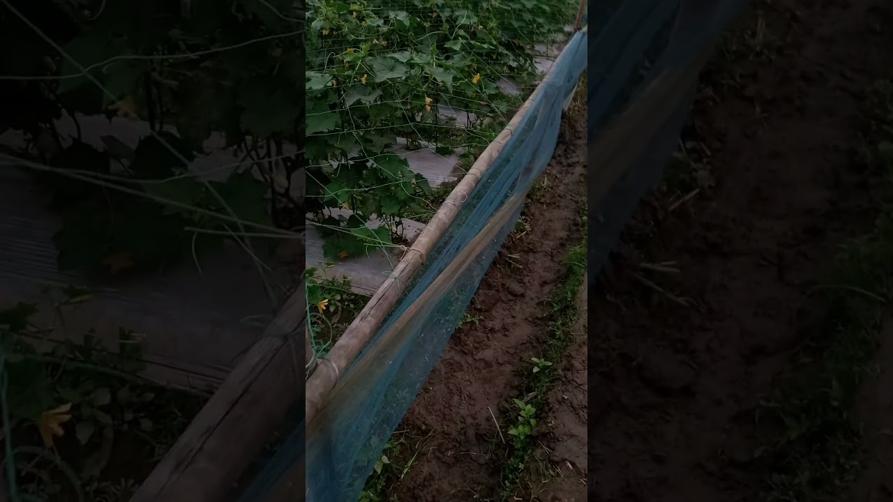 হঠাৎ করে বৃষ্টি মেঘ করেছে #shortvideo #farming #goatfarming agriculture #bangladesh bangladiscovery