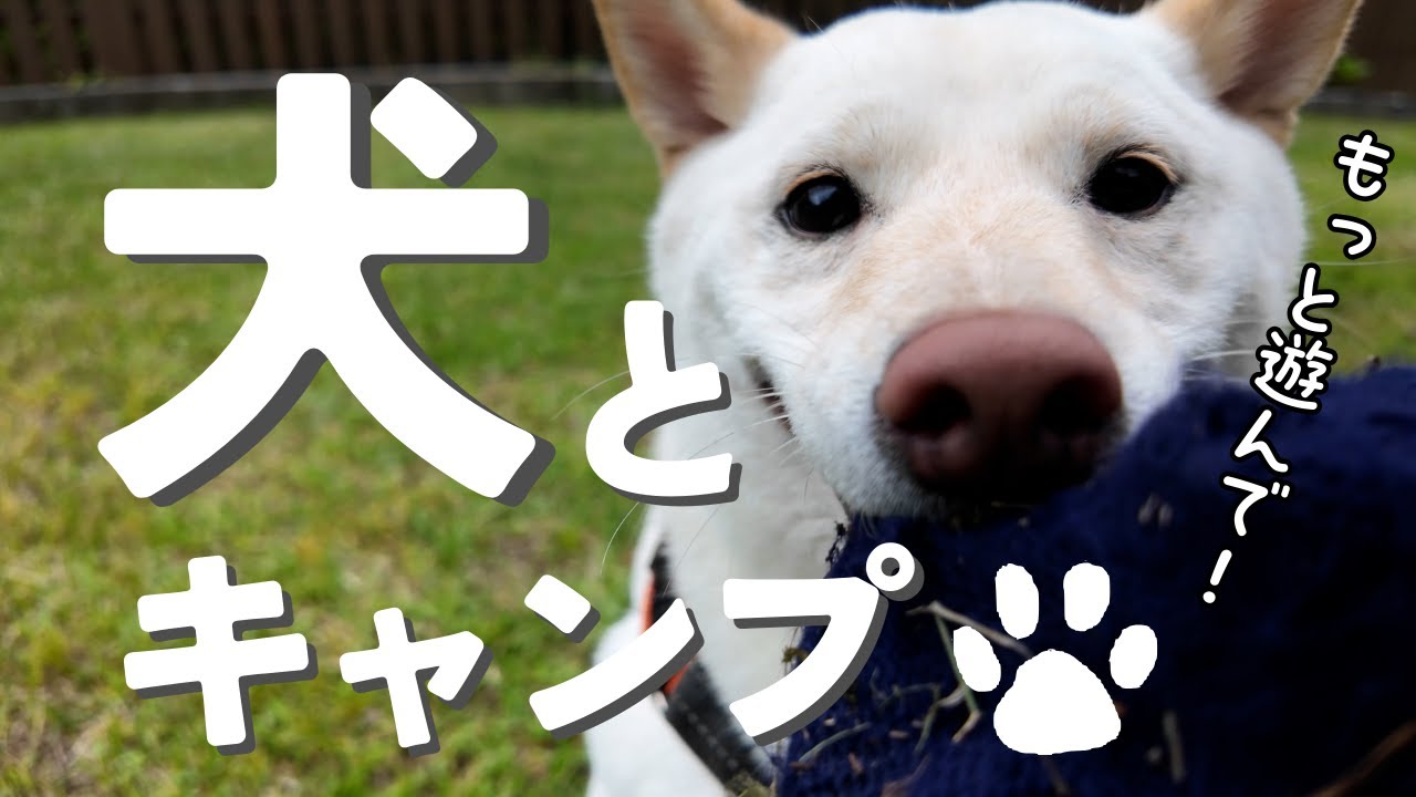 柴犬2匹ドッグランサイトで走り回るし、よだれも垂らす！（山梨県・ウエストリバーオートキャンプ場）