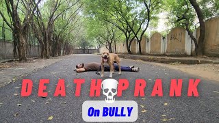 Bully jaldi dekh😨 Aman ko kya hua ? Death prank on pitbull dog 🐕 #deathprank