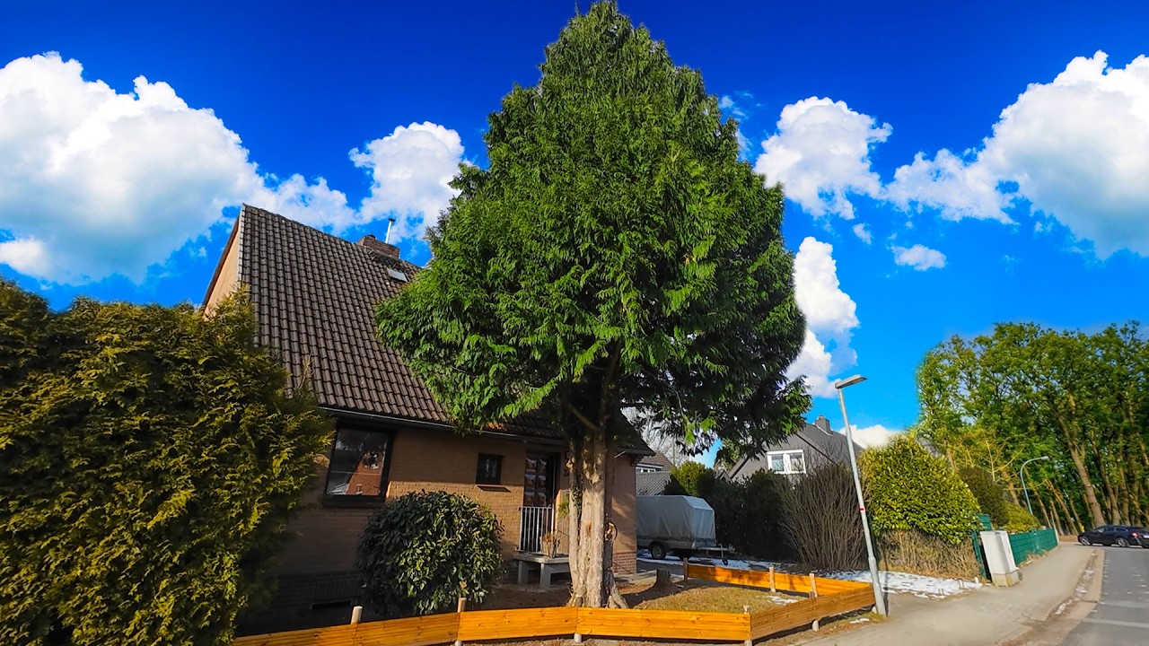 CUTTING DOWN A GIANT THUJA NEXT TO A HOUSE (YEARS OF GROWTH...)