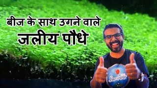 Hindi || How to Make Aquarium Carpet || Growing Aquatic Plants With Seeds || Planted Tank