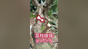 教你如何嫁接荔枝果樹？採用切接嫁接方法   Teaching you how to grafting lychee fruit trees? grafting method