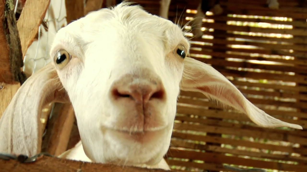 How To Donate A Goat how-to-donate-a-goat
