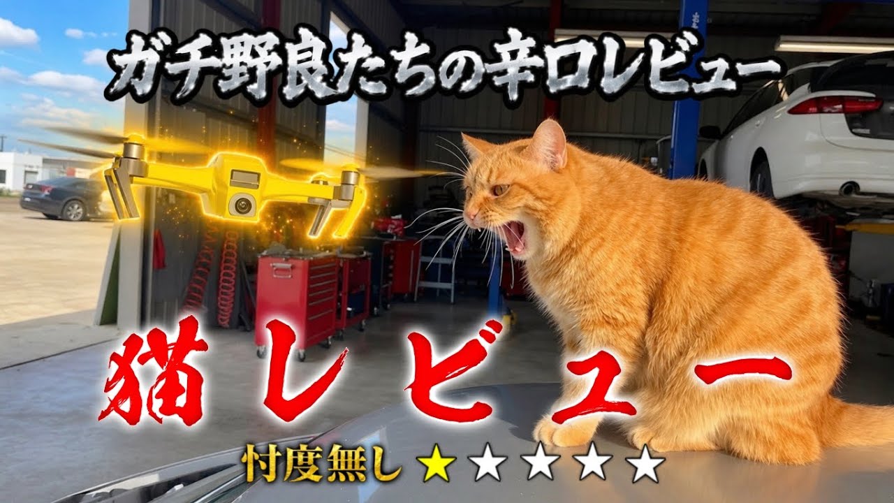 Cat Reviews - YouTube