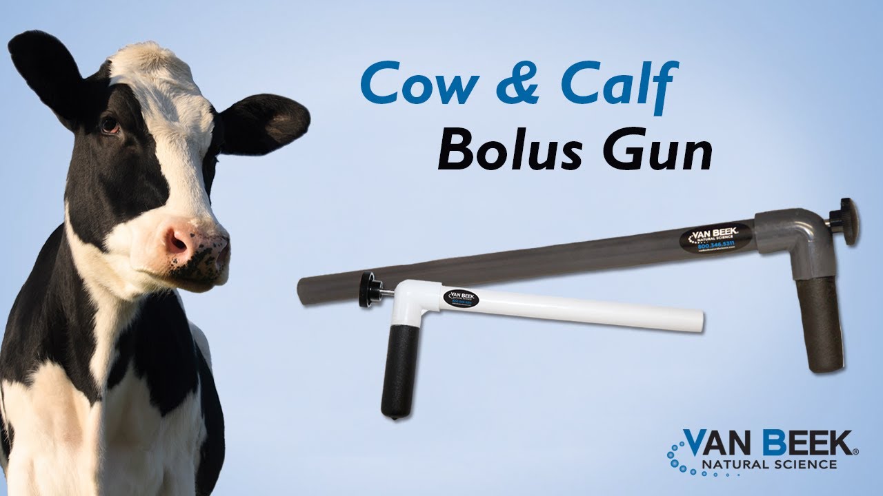 How to Administer Capsules using the Bolus Gun YouTube
