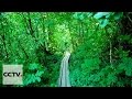 Песнь о лесах Серия 9  Отшельник в лесу Часть 1