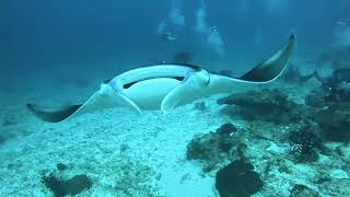 Oceanic Manta in the Maldives - scuba diving close encounters