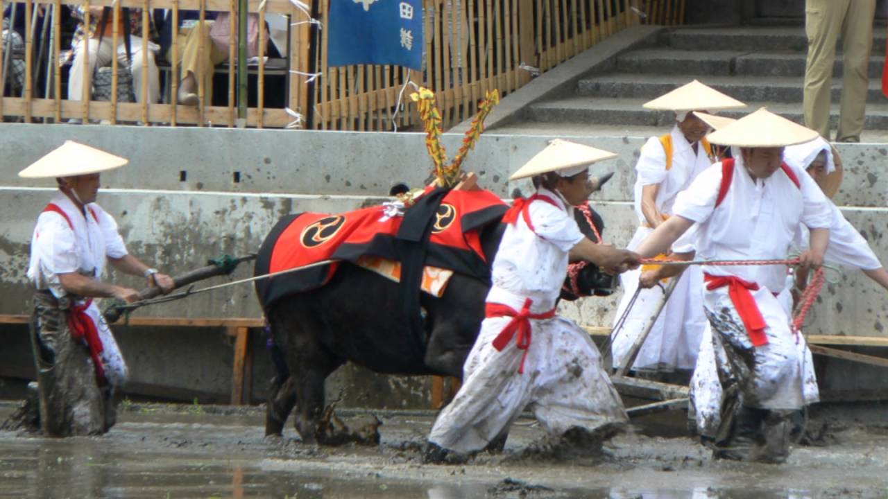 3分間で早わかり!住吉大社御田植神事2016 YouTube 3分間で早わかり!住吉大社御田植神事2016 YouTube