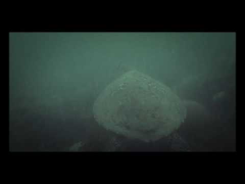 Diving with turtle at Blue Lagoon Port Dickson