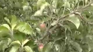 Prosser 85 A&B Orchard