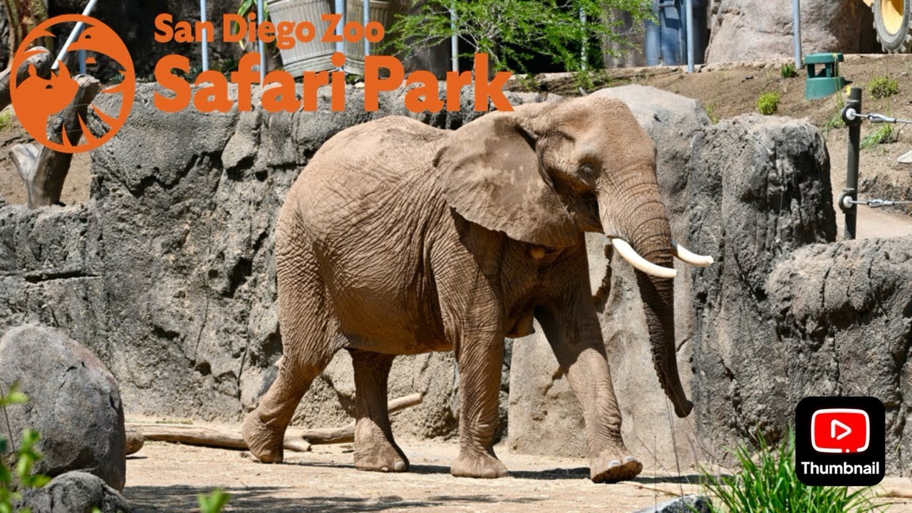 Safari Park: Elephant Valley Update June 2025