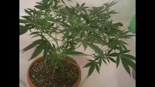 150 WATT HPS Purple Crack Wardrobe Box Grow