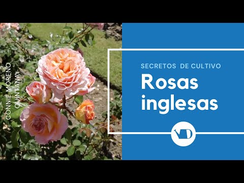 Video: ¿Qué son las antiguas rosas inglesas?