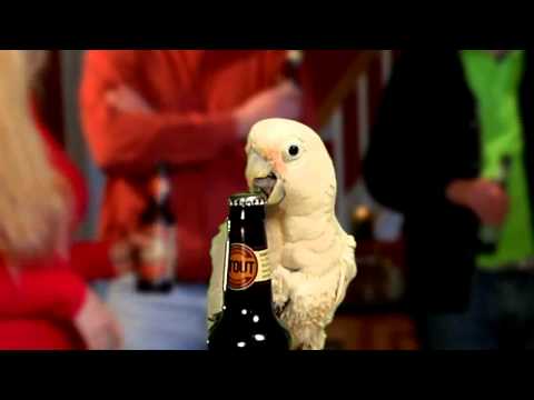 Goffins cockatoo stupid college pet trick: opening beer bottles
