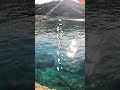 冬のエギングは超浅場が熱い! #shorts #エギング #釣り