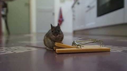 MUIS in Gasteren