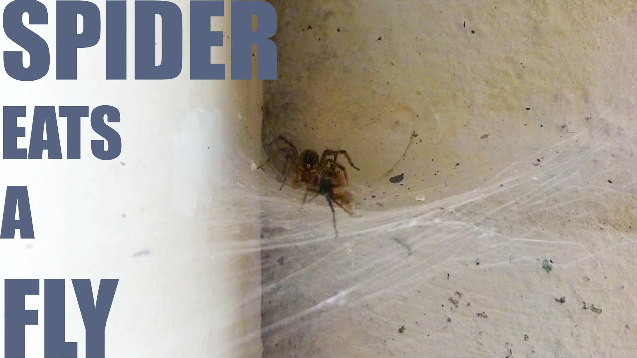 Spider Eats a Fly - YouTube