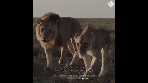 حالات واتس آب دينية #سورة التكوير عبد الباسط عبد الصمد ارح سمعك