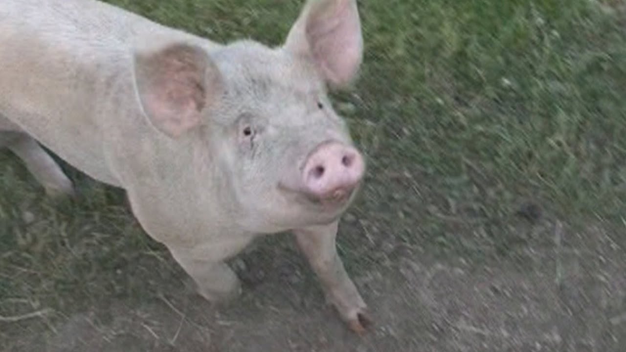 Pigs Playing - YouTube